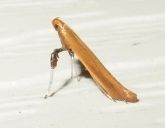 Caloptilia invariabilis