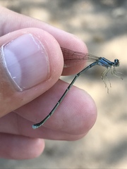 Enallagma exsulans