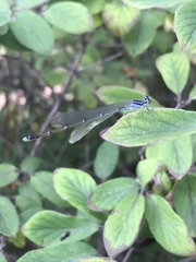 Enallagma exsulans
