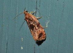Olethreutes permundana