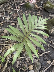 Onoclea sensibilis
