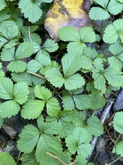 Potentilla indica