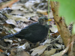 Turdus merula