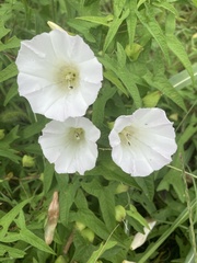 Calystegia silvatica fraterniflora