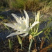 Sea Daffodil - Photo (c) Thomas Koffel, some rights reserved (CC BY-NC), uploaded by Thomas Koffel
