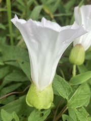 Calystegia silvatica fraterniflora