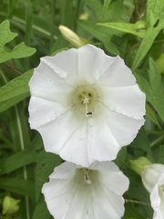 Calystegia silvatica fraterniflora