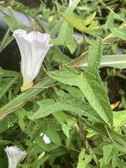 Calystegia silvatica fraterniflora