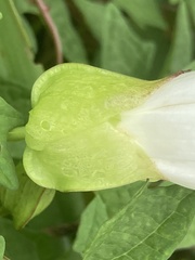 Calystegia silvatica fraterniflora