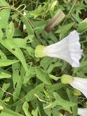 Calystegia silvatica fraterniflora