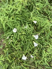 Calystegia silvatica fraterniflora