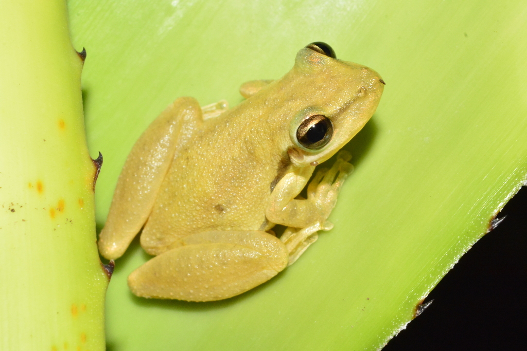 Pocao Snouted Treefrog