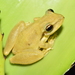 Pocao Snouted Tree Frog - Photo (c) Frederico Acaz Sonntag, some rights reserved (CC BY-NC), uploaded by Frederico Acaz Sonntag