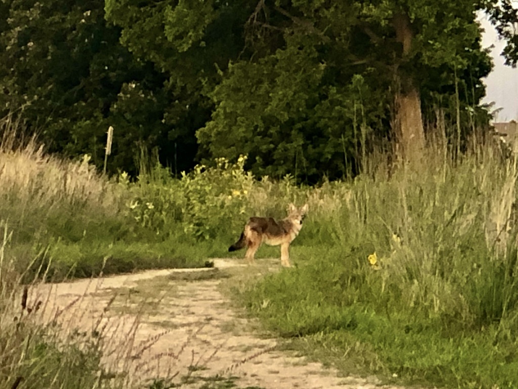 Coyote from Bolz Conservancy in Kilkenny Farms, Waunakee on August 05, 2020 by