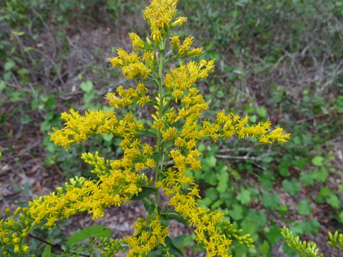Solidago chapmanii image