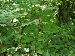 Erithacus rubecula