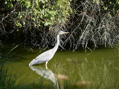 Ardea cinerea