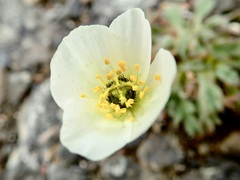 Papaver polare