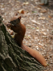 Sciurus vulgaris