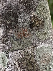 Haematomma persoonii