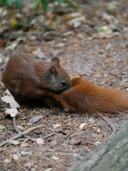 Sciurus vulgaris
