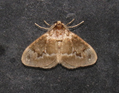 Megalopyginae