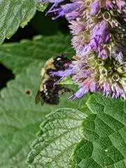 Bombus vagans