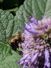 Bombus vagans