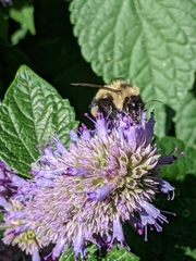 Bombus vagans