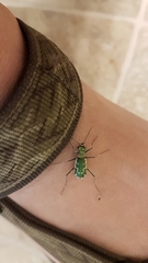 Ellipsoptera marutha