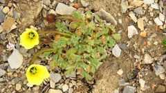 Papaver polare