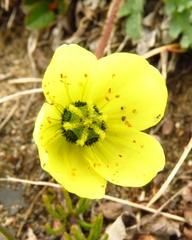 Papaver polare