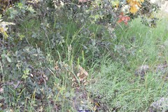 Helictochloa bromoides bromoides