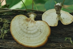 Microporellus obovatus