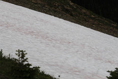 Chlamydomonas nivalis