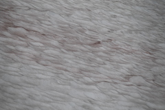 Chlamydomonas nivalis