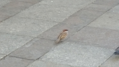 Passer domesticus