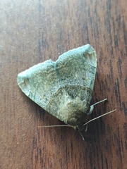 Lepidoptera