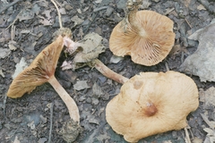Lactarius subserifluus