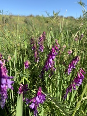 Vicia eriocarpa