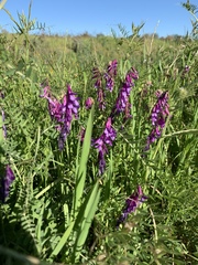 Vicia eriocarpa