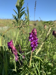 Vicia eriocarpa
