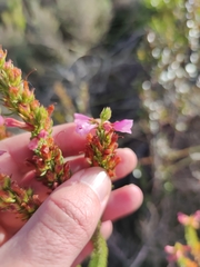 Erica abietina