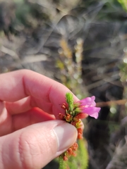 Erica abietina