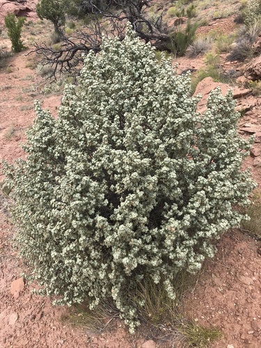 Roundleaf buffaloberry