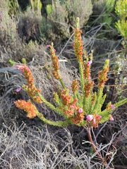 Erica abietina