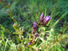 Gentianella amarella acuta