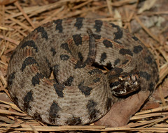 Sistrurus miliarius streckeri