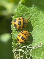 Epilachna borealis