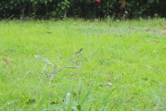 Campylorhynchus griseus